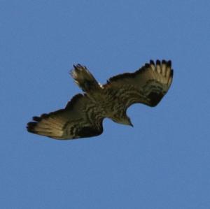 European Honey-buzzard