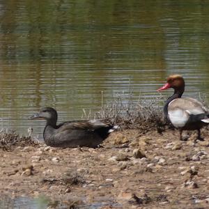 Gadwall