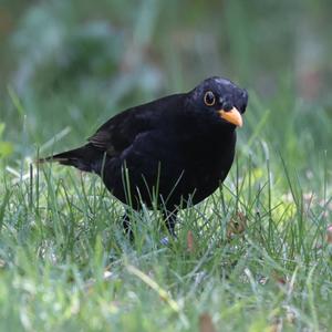 Eurasian Blackbird