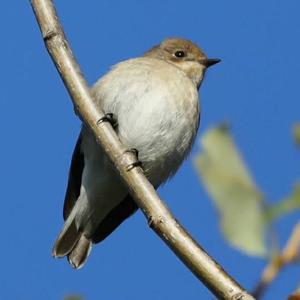 Spotted Flycatcher