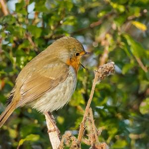 European Robin