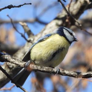 Blue Tit