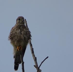 Common Kestrel