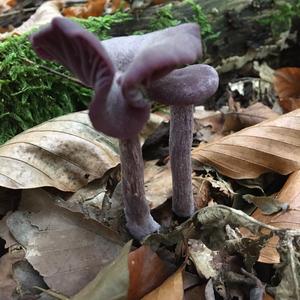 Amethyst Deceiver