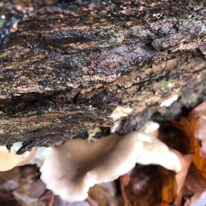 Oyster Mushroom