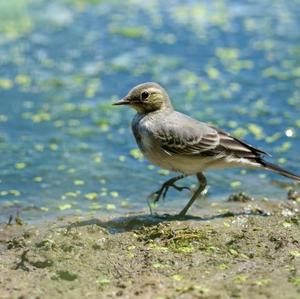 White Wagtail