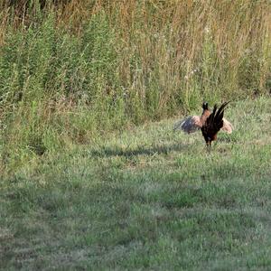 Common Pheasant