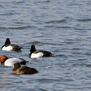 Tufted Duck