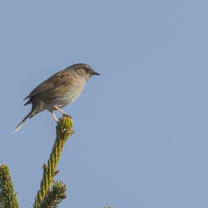 Hedge Accentor