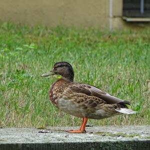 Mallard