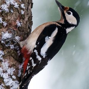 Great Spotted Woodpecker