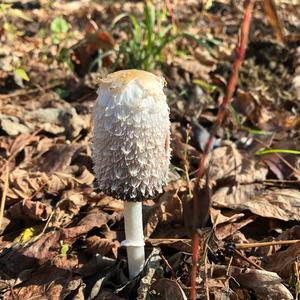 Shaggy Mane