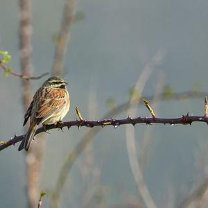 Cirl Bunting