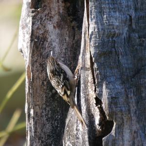 Short-toed Treecreeper