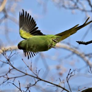 Rose-ringed Parakeet