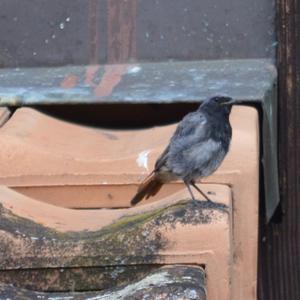 Black Redstart