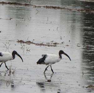 African Sacred Ibis