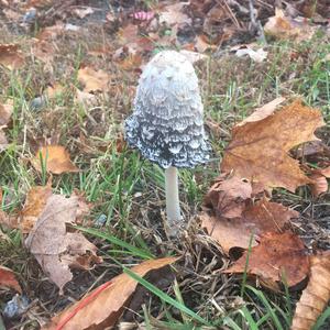 Shaggy Mane