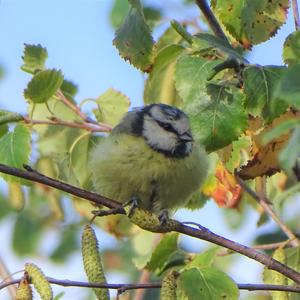 Blue Tit