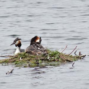 Great Crested Grebe