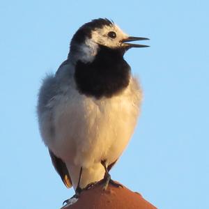 White Wagtail