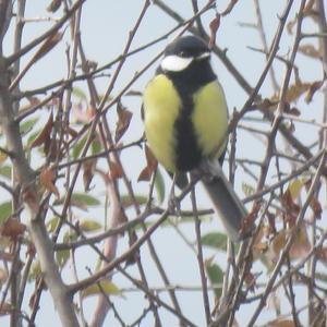 Great Tit