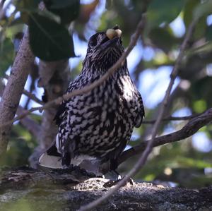 Spotted Nutcracker