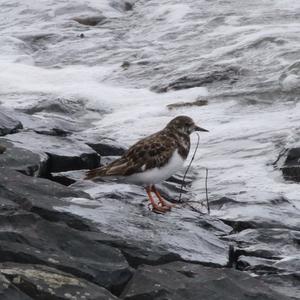 Ruddy Turnstone