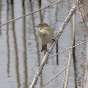 Common Chiffchaff