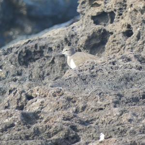 Common Sandpiper