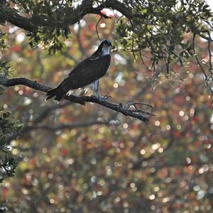 Osprey