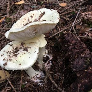 Citron Amanita