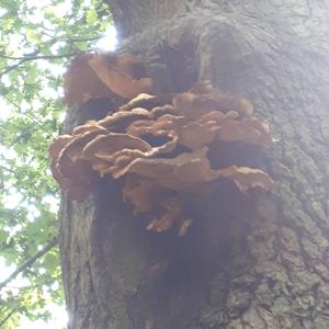 Artist`s Fungus