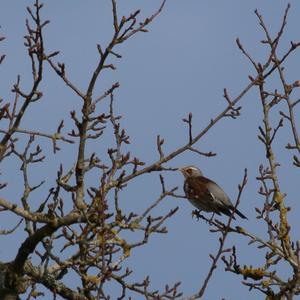 Fieldfare