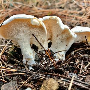 Hedgehog Fungus, Common