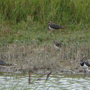 Northern Lapwing