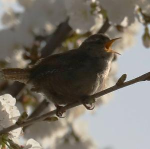 Winter Wren