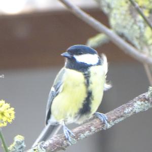 Great Tit