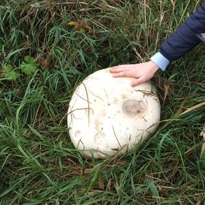 Giant Puffball