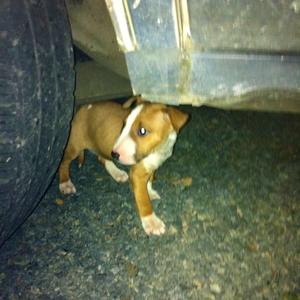 Bull Terrier