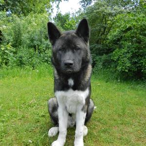 American Akita