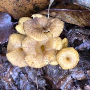 Trumpet Chanterelle