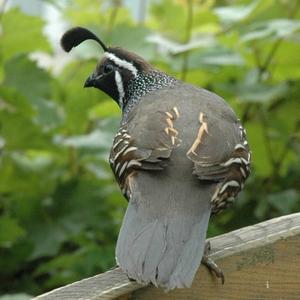 California Quail