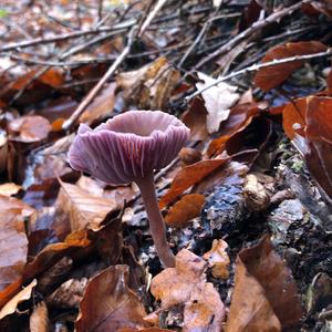 Amethyst Deceiver