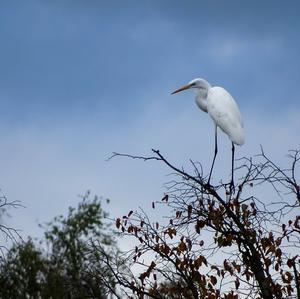 Great Egret