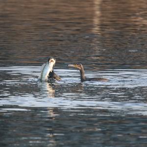 Great Cormorant