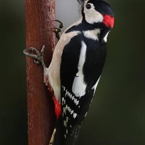 Great Spotted Woodpecker