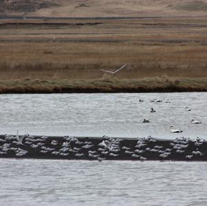 Common Eider