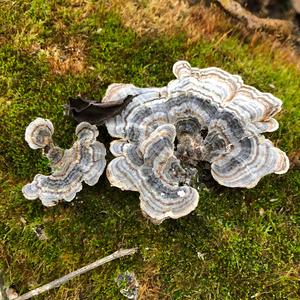 Turkey-tail