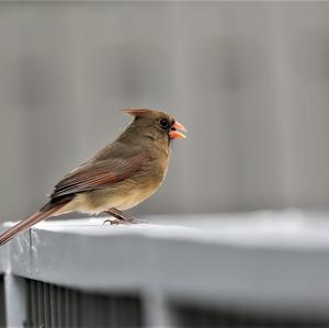 Northern Cardinal